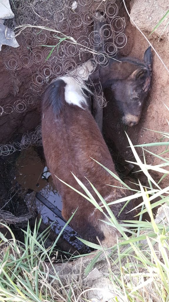 CAVALO NA FOSSA 1
