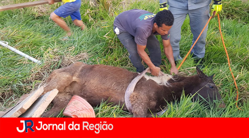 CAVALO NA FOSSA 1