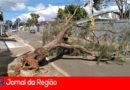 QUEDA DE ARVORE copiar