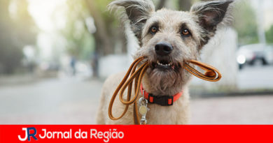 Nova lei proíbe acorrentar cães e gatos em SP
