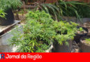 PLANTACAO DE MACONHA 1