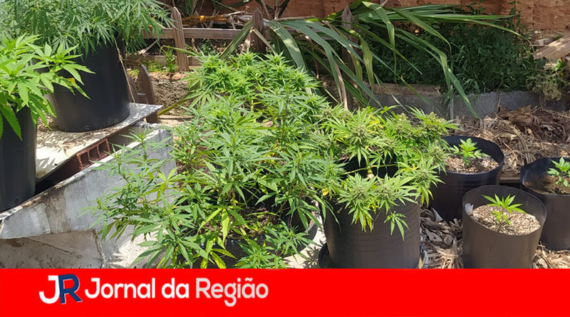 PLANTACAO DE MACONHA 1