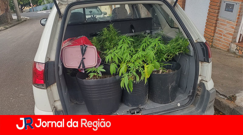 PLANTACAO DE MACONHA 2 copiar