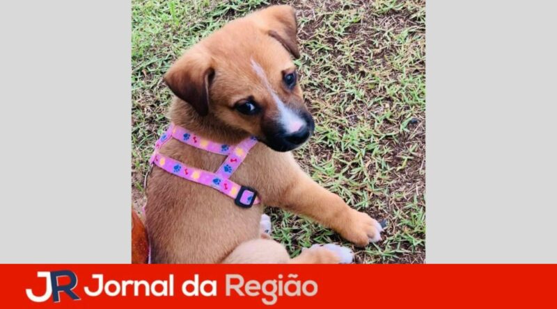 cachorrinha doacao
