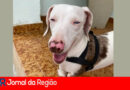 cachorro encontrado copiar