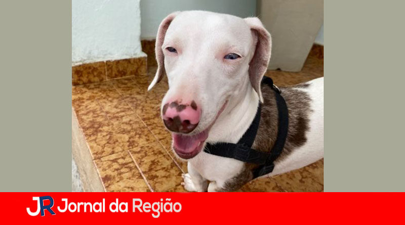 cachorro encontrado copiar
