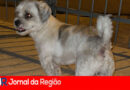 CACHORRO ENCONTRADO copiar