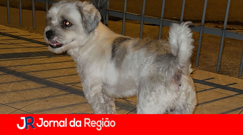 CACHORRO ENCONTRADO copiar