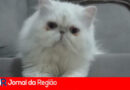 gato autista copiar