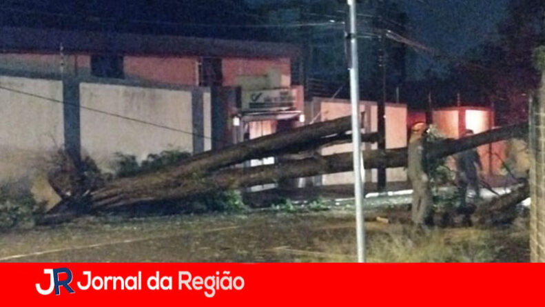 queda de arvore anhangabau copiar