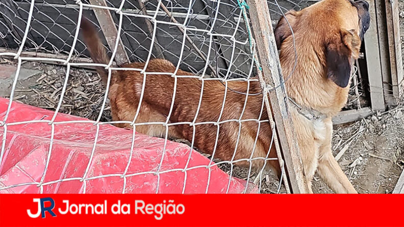 CACHORRO MAU TRATADO copiar