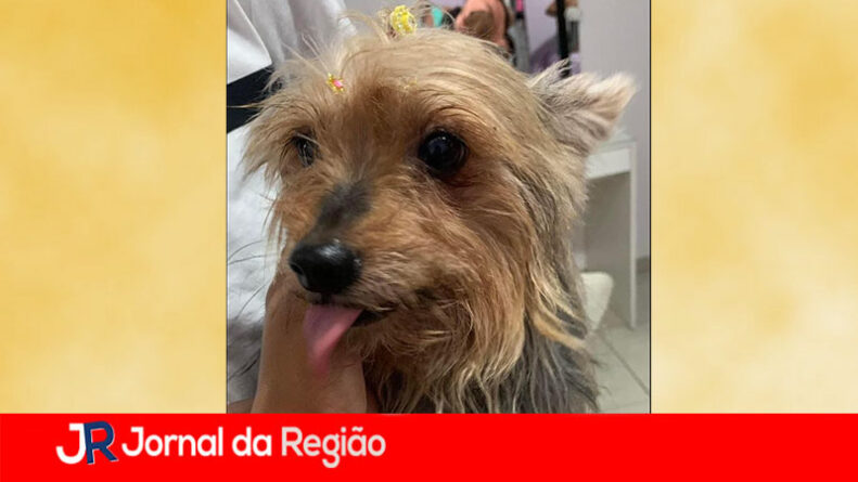 cachorrinha do renato copiar