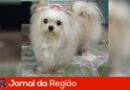 cachorrinha desaparecida