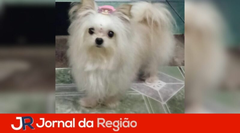 cachorrinha desaparecida