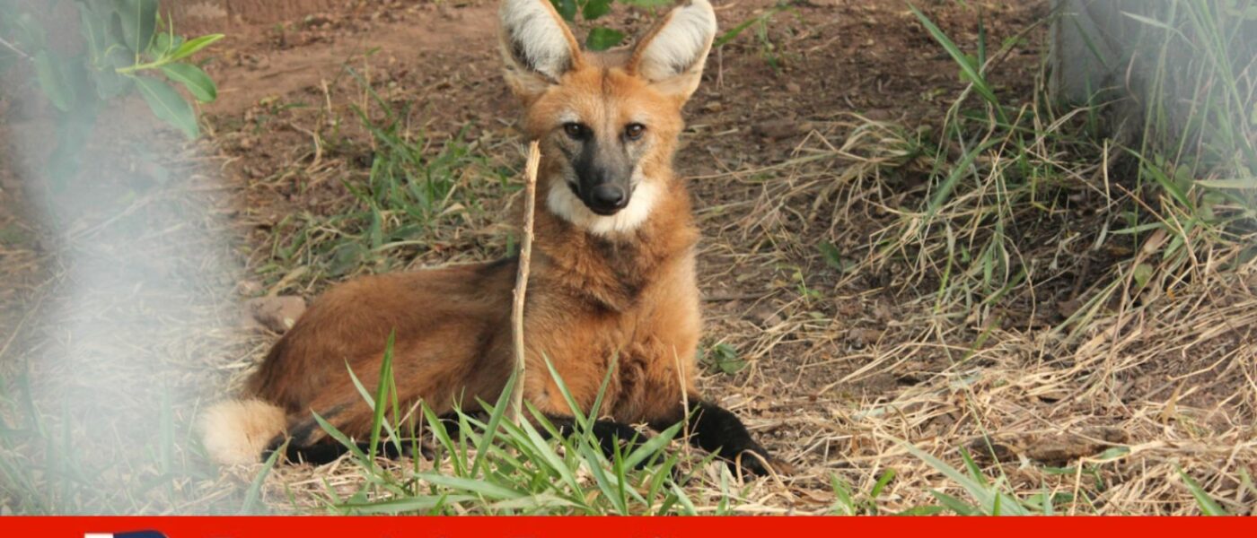 mata ciliar lobo guara