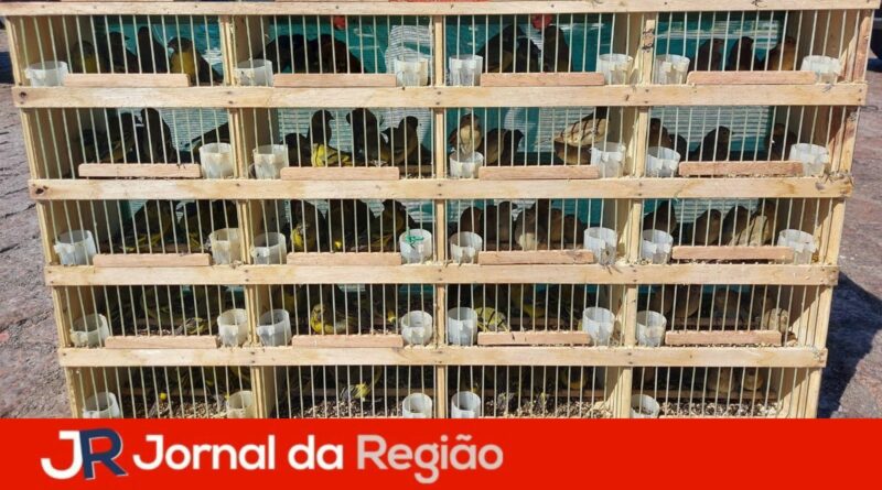 apreensao aves prf2