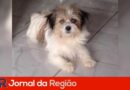 cachorrinha pop