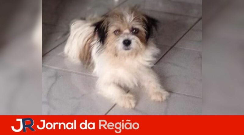 cachorrinha pop