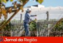 cultivo protegido