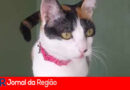 GATO DESAPARECIDO copiar