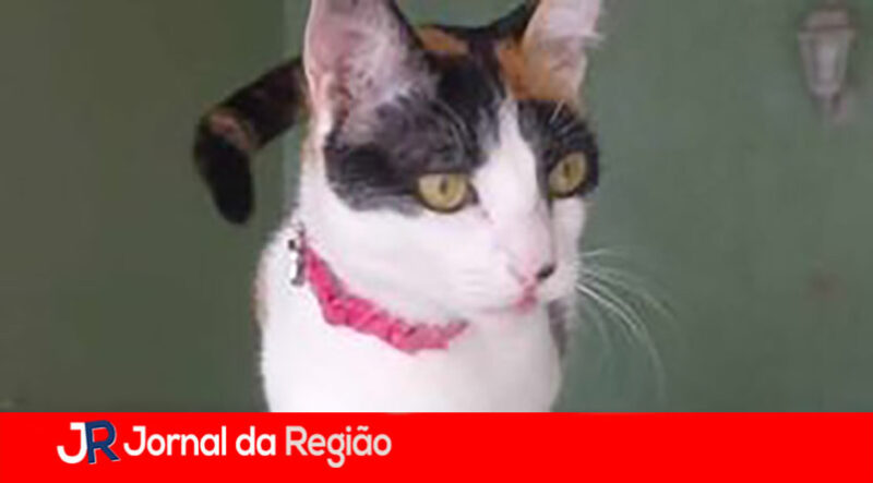 GATO DESAPARECIDO copiar