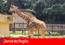 GIRAFA ZOO SP ADRIANA copiar