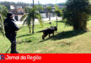 drogas bandeirantes copiar 2