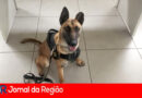CAO DA GUARDA JUNDIAI copiar