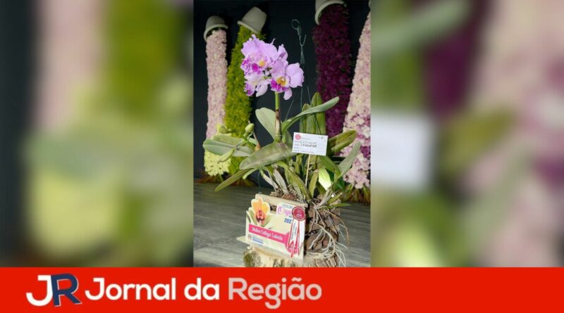 festa das orquideas 2023 2