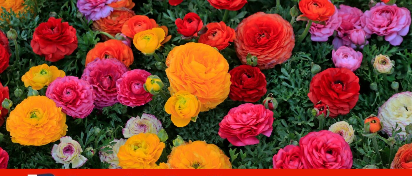 primavera flores