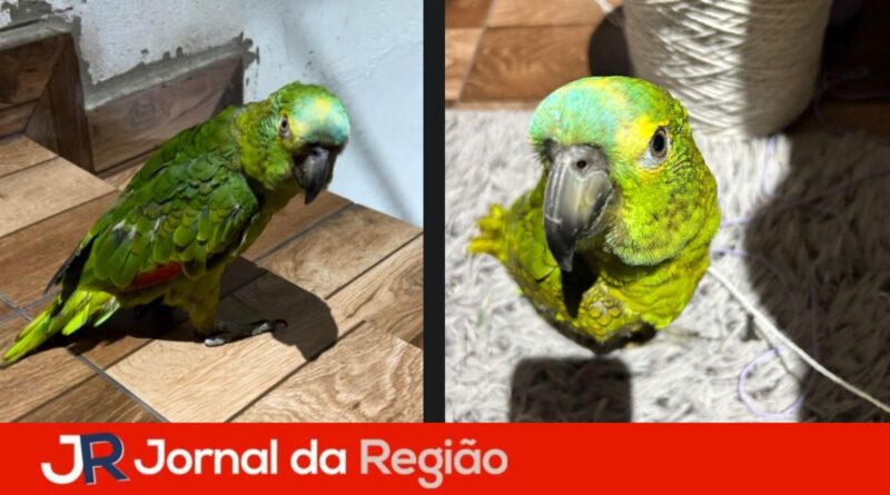 papagaio