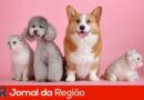 pets