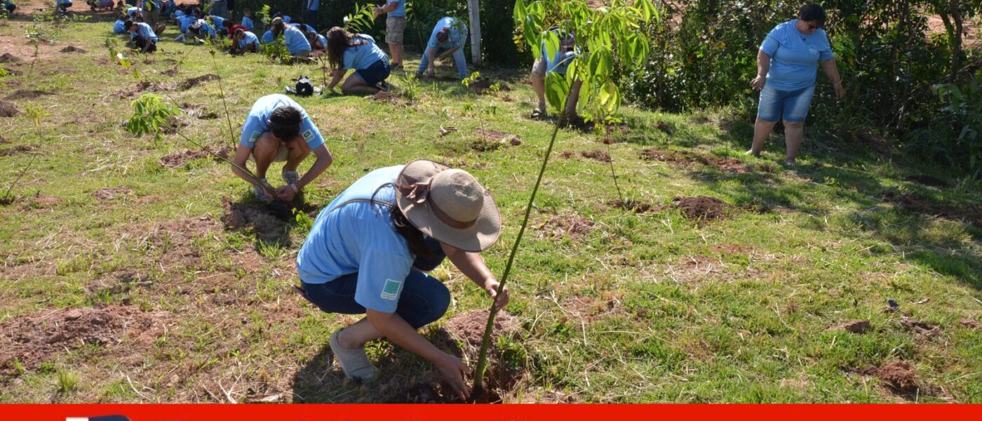 plantio arvore campo limpo