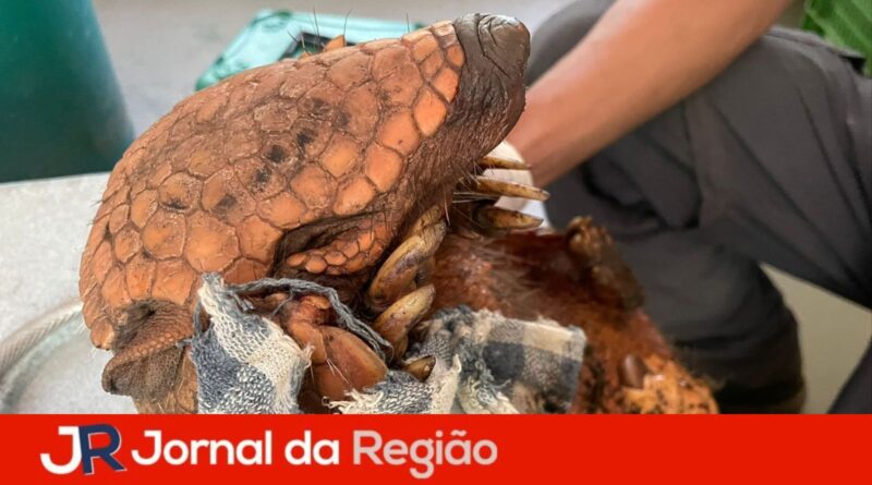 tatupeba mata ciliar