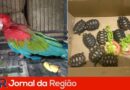 arara e jabuti mata ciliar