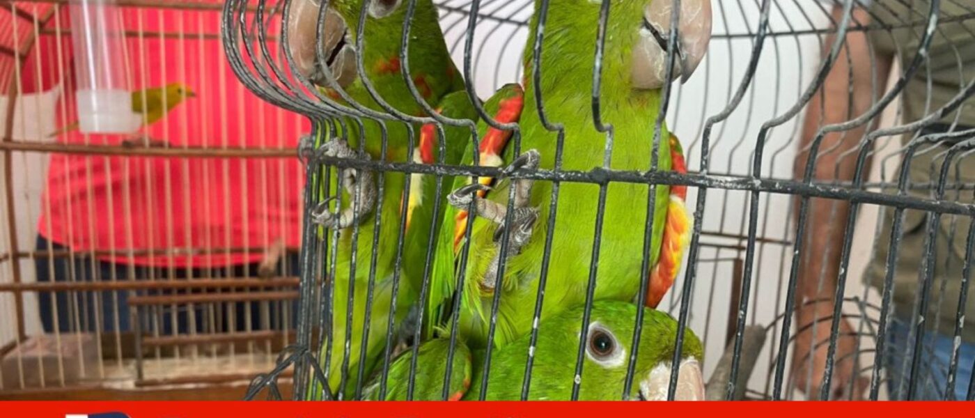 aves silvestres