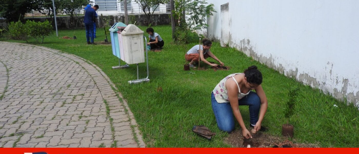 plantio louveira