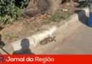 JR Novo 19