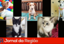 Jornal da Regiao 6
