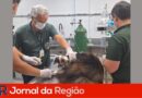 animais queimadas