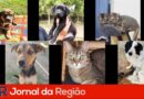 feira adocao maxi
