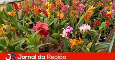 Festival Rota das Orquídeas recebe mais uma edição na região
