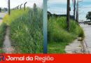 mato medeiros