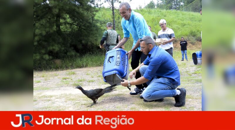varzea soltura de animais