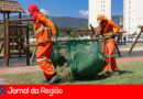 CORTE DE MATO JUNDIAI copiar