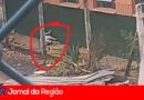ATAQUE DE CACHORRO JUNDIAI copiar