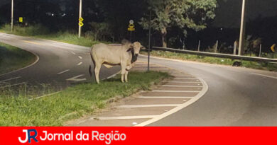 VACA NA PISTA copiar