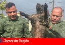 cachorro rio jundiai copiar
