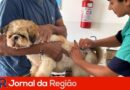 raiva vacina cao