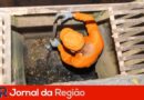 boca de lobo